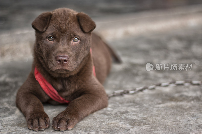 小狗的深邃眼神 家犬 旺财