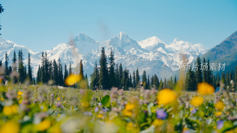 森林雪山自然风景