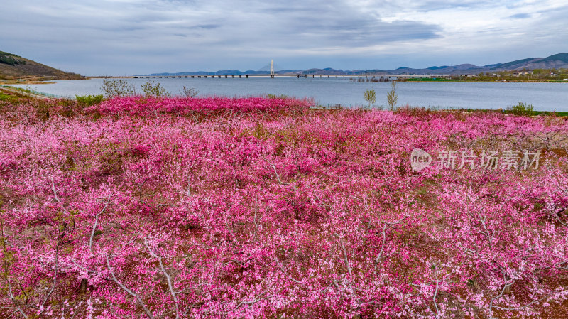 庄里水库十里桃花