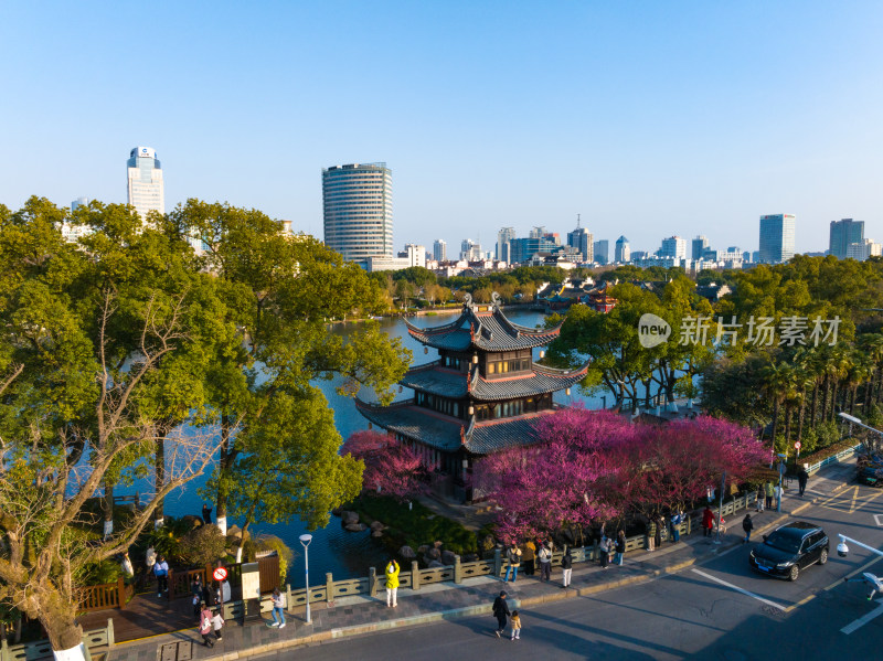 宁波月湖超然阁的梅花开了春天到了