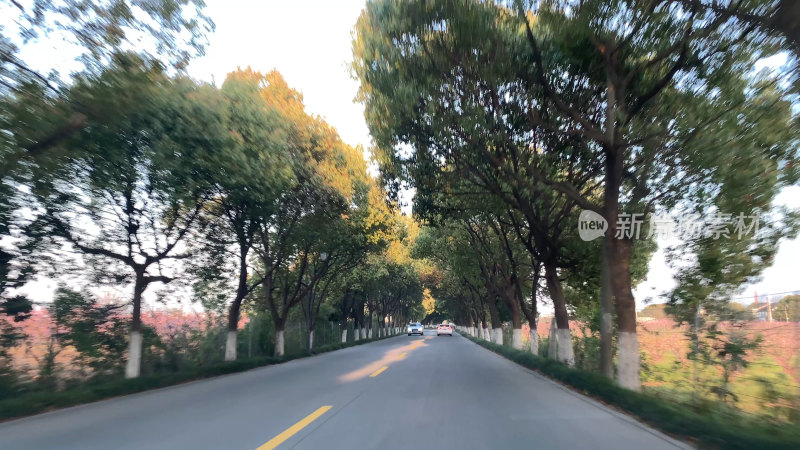 无锡太湖鼋头渚林荫道路自然风景