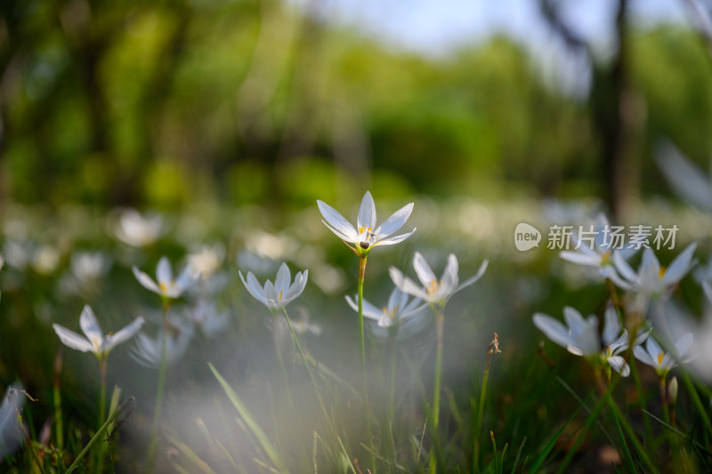 城市公园内盛开的白色葱莲花