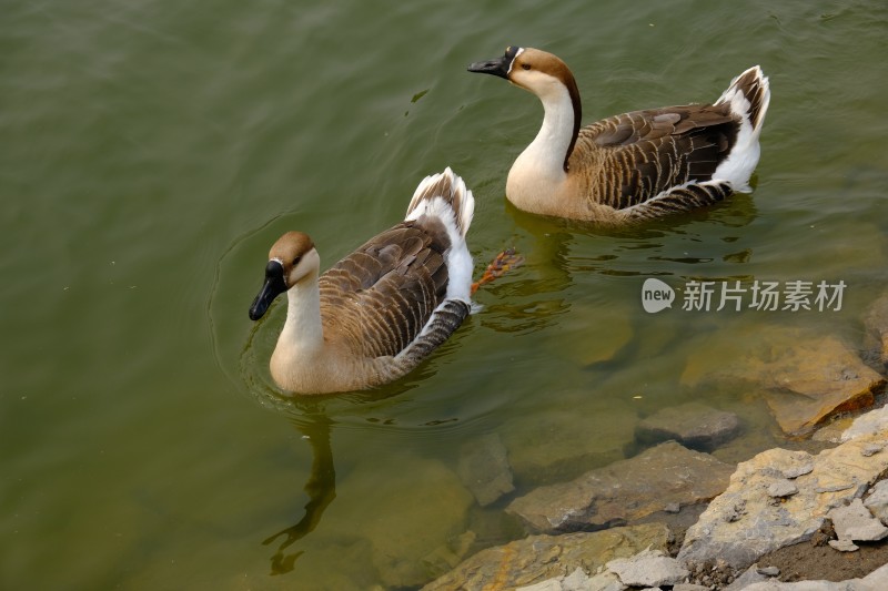 河里游泳的大鹅