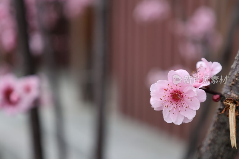 特写粉色绽放的梅花