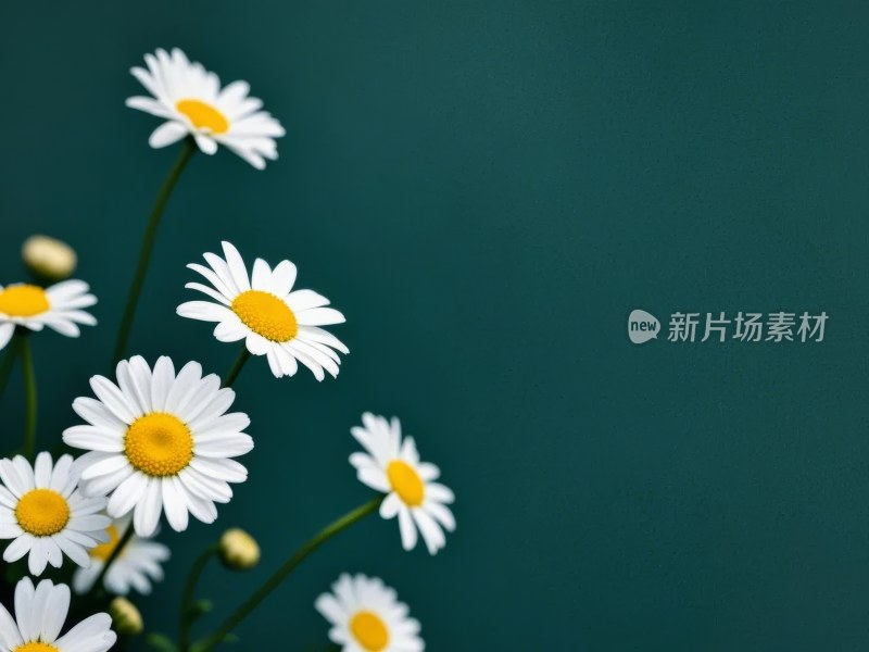 特写白色雏菊花卉