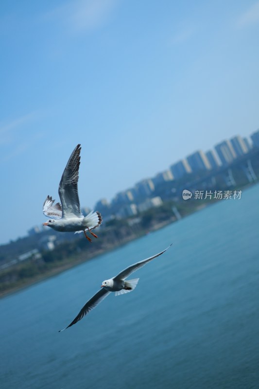 飞翔的海鸥场景