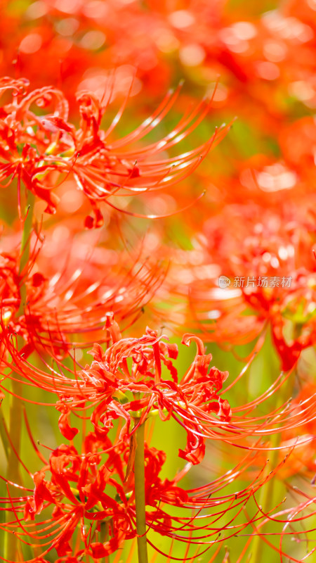 彼岸花的特写