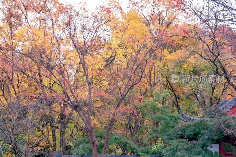 南京钟山风景名胜区明孝陵风景