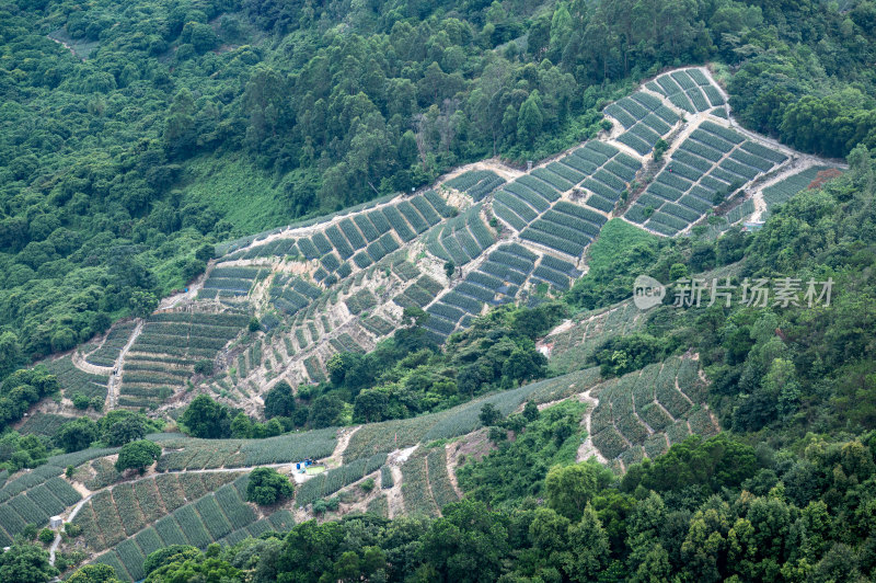 神湾镇高山梯田菠萝种植园