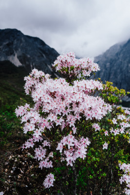 丽江玉龙雪山野生杜鹃花