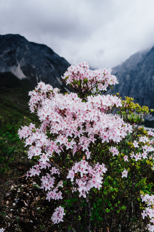 丽江玉龙雪山野生杜鹃花