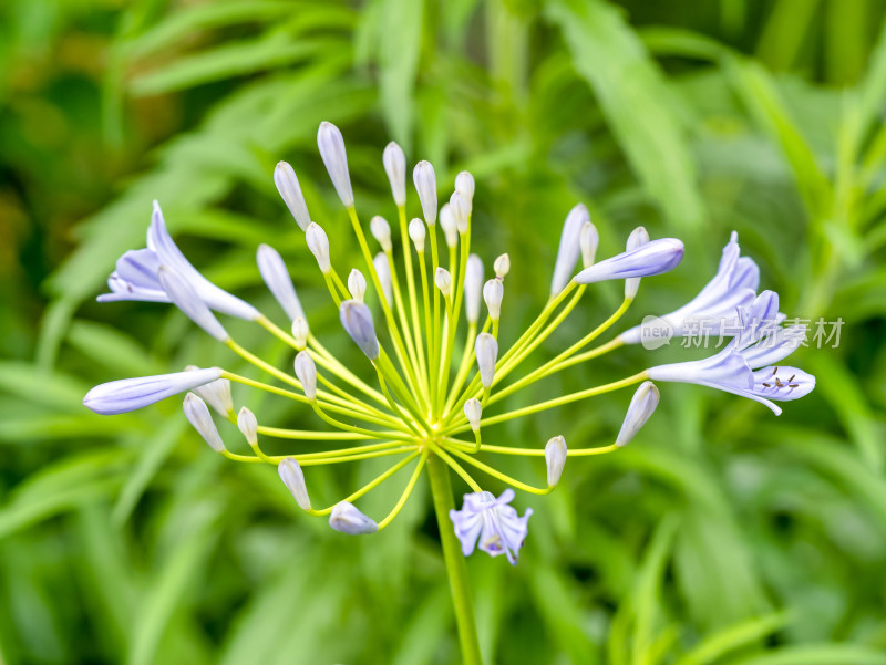 百子莲紫君子兰蓝花君子兰开花特写