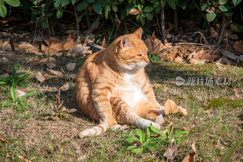 城市中的流浪猫