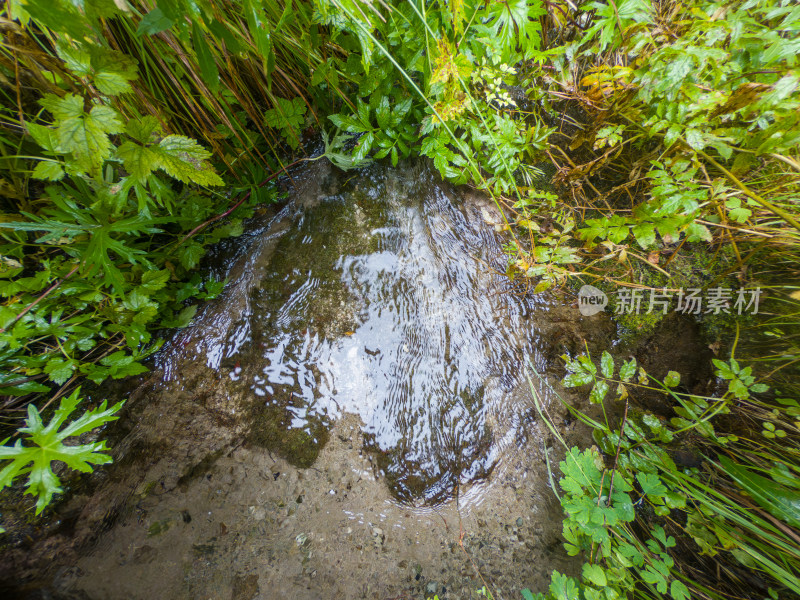 静谧的森林与湖景