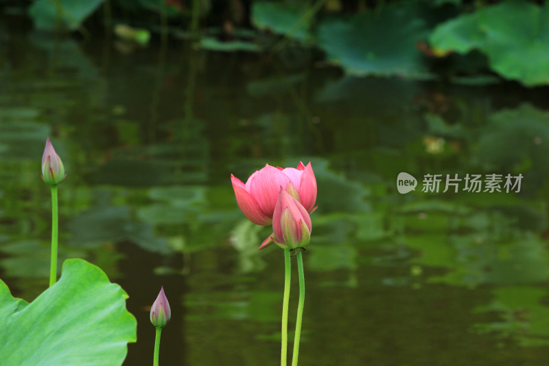 雨后清新的荷花