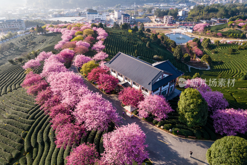 福建龙岩永福台品樱花茶园