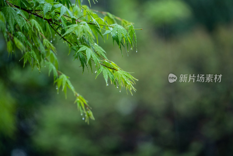 春天雨水的绿叶
