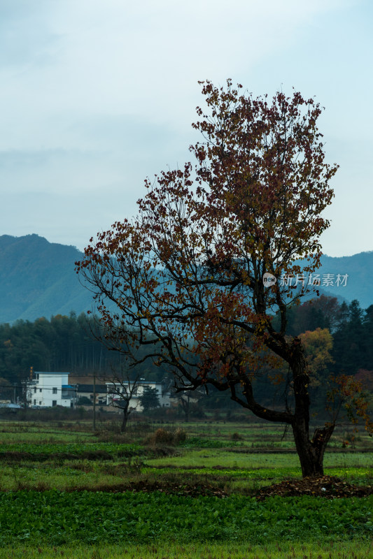 塔川的秋天