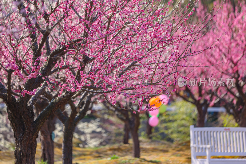 花开海上梅花节