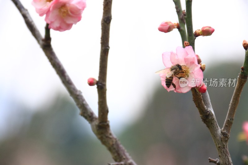 粉红梅花