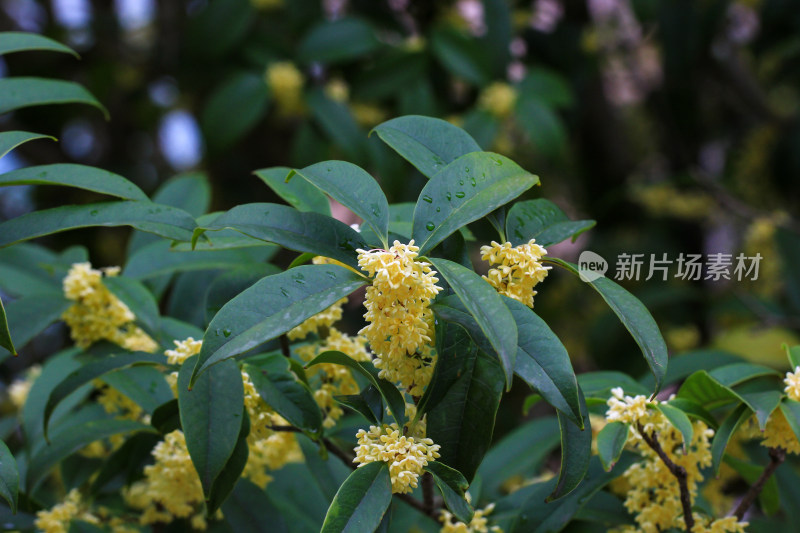 金桂花枝背景素材