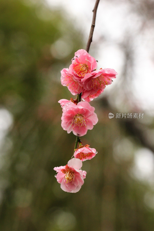 春天粉色的梅花和雨滴