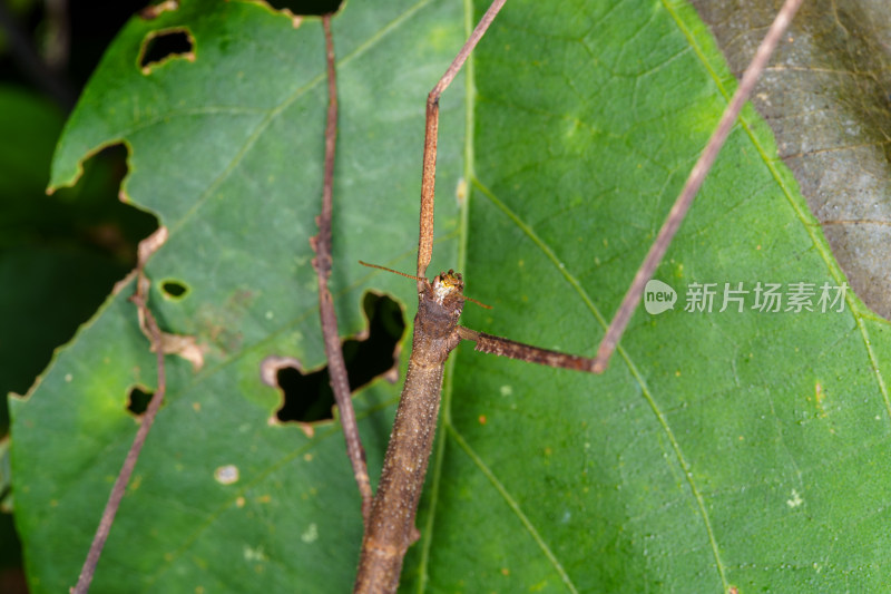 绿色叶子上的竹节虫生态自然景象