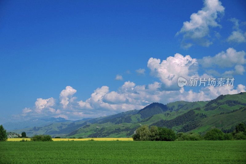 夏天新疆伊犁草原的牛马和风