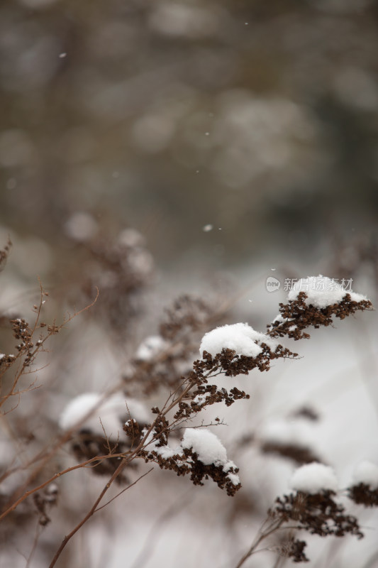 冬天干枯的植物和积雪