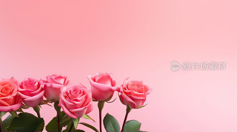 粉红色背景上的玫瑰花特写