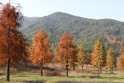 余姚四明湖红杉林秋季景色