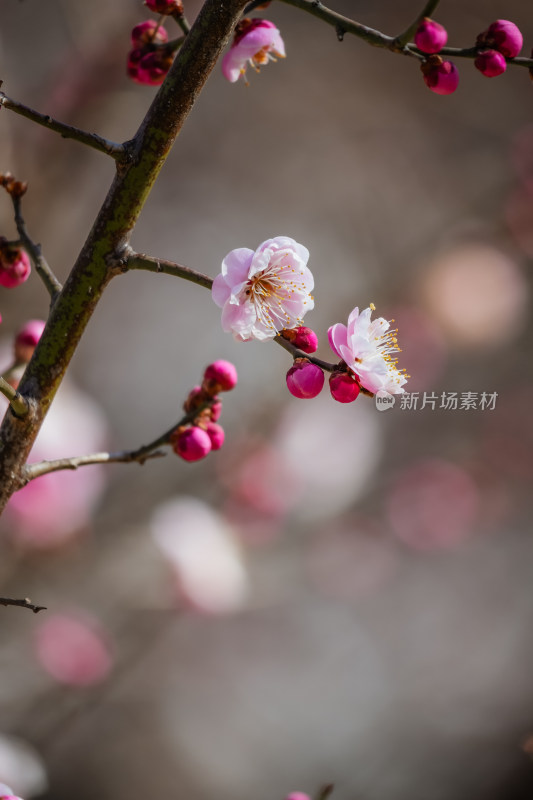 春天北京市内桃花盛开明城墙遗址公园