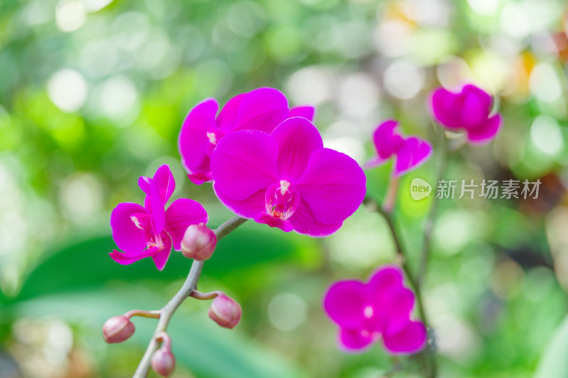 广州麓湖公园麓湖花园粉红色蝴蝶兰鲜花植物