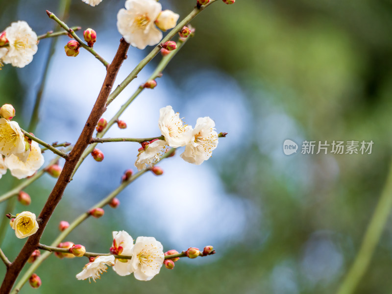 枝头盛开的白色梅花特写