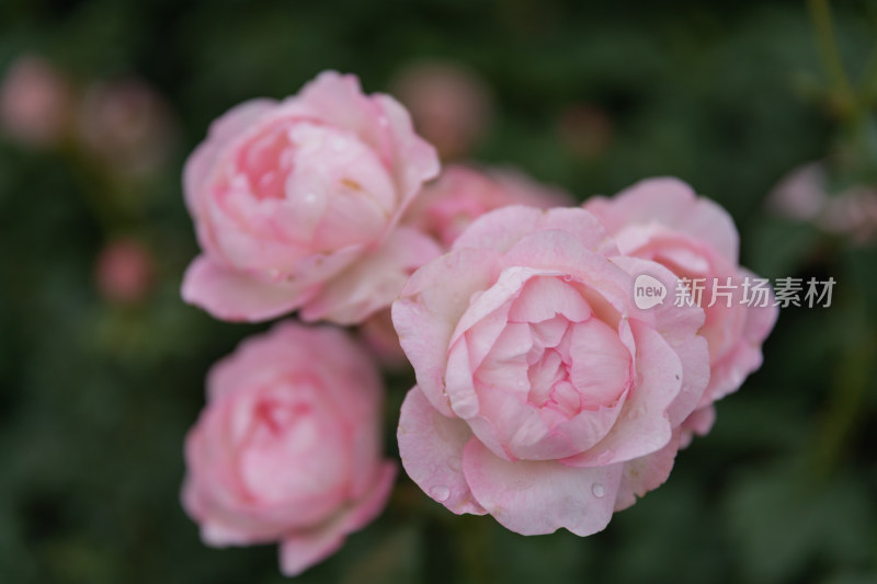 玫瑰花、月季花