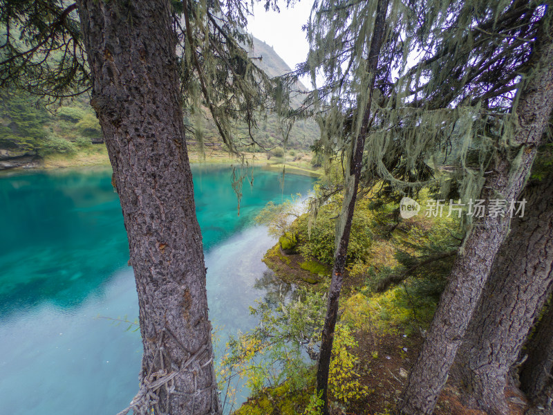 静谧的森林与湖景