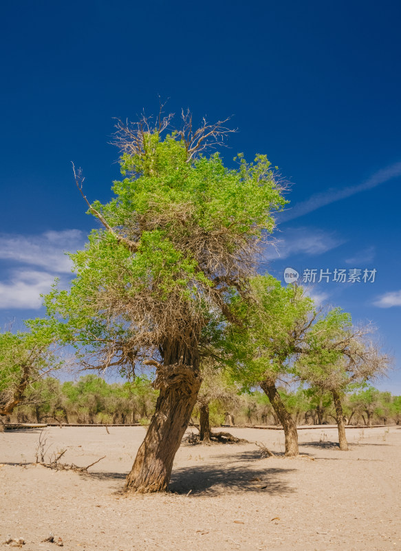 内蒙古阿拉善额济纳旗胡杨林风景区沙漠树林