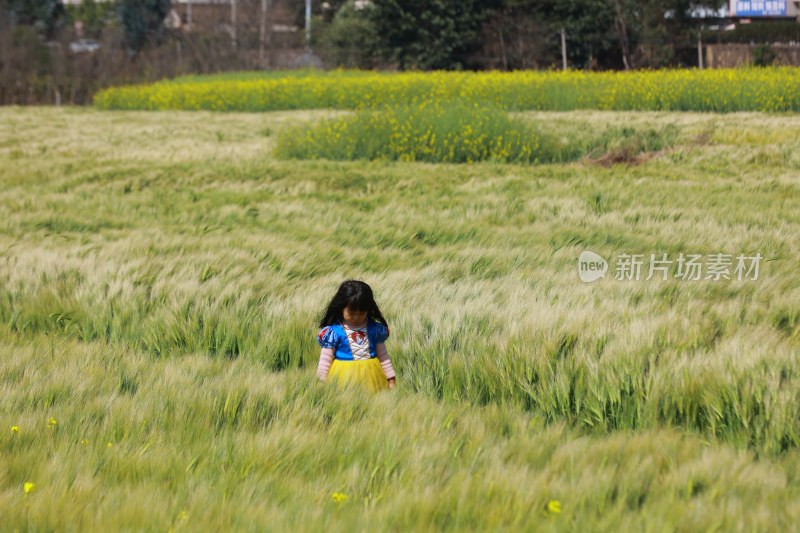 女孩在麦田中玩耍