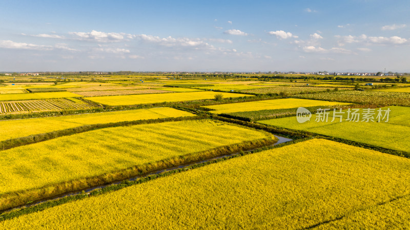 武汉江夏区法泗镇的平原稻田