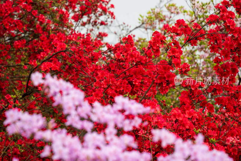 色彩鲜艳的红色粉色花丛特写