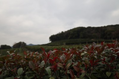 山间红叶植物自然风光