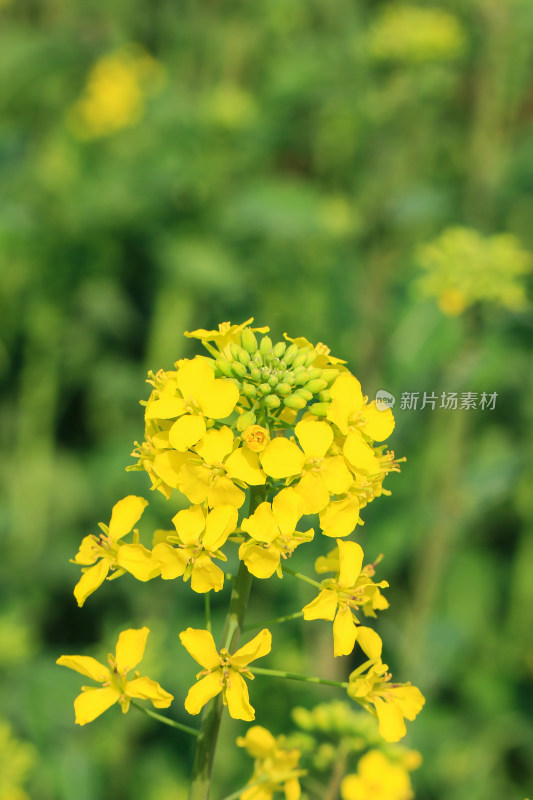 春天金黄的油菜花