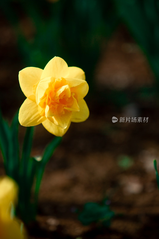 春天的花朵