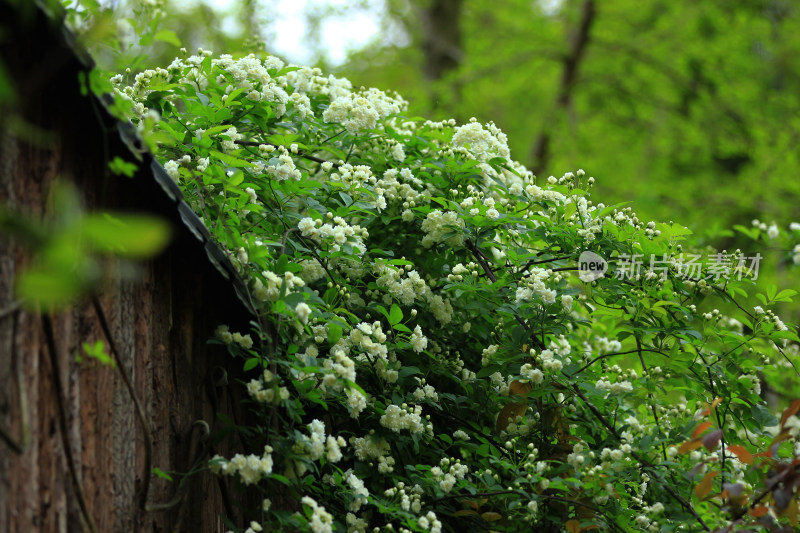 七里香，蔷薇花，小白花