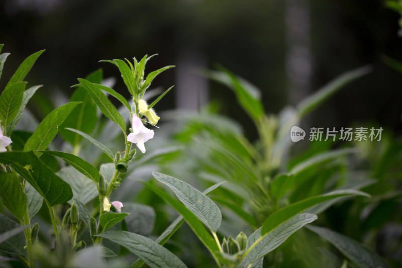 夏天开着花的芝麻