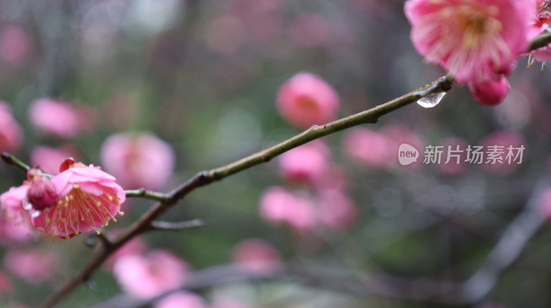 带水珠的粉色梅花枝特写