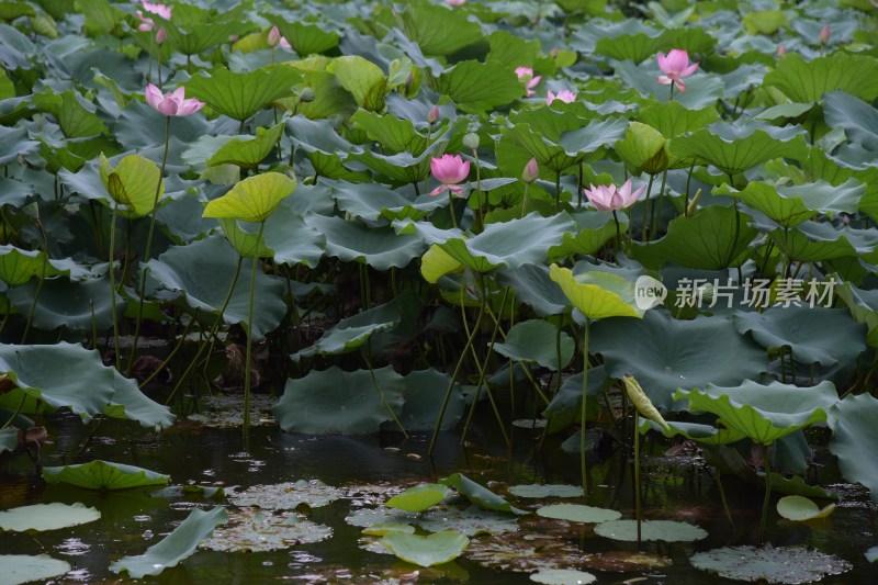 广东东莞：清溪公园荷花盛开