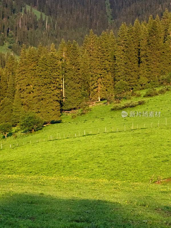 夏天新疆伊犁绿色的大草原和树木的自然风景