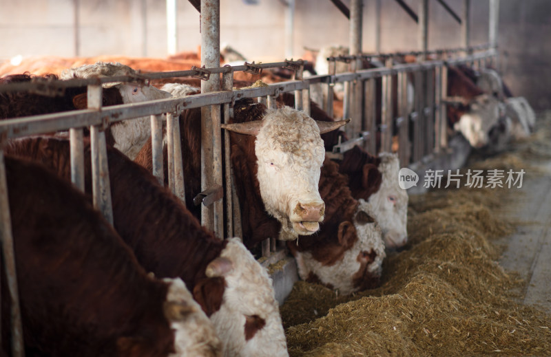 现代化养牛场里的牛在吃饲料