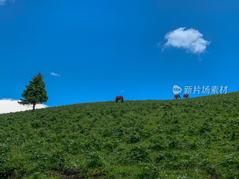 中国新疆伊犁那拉提草原旅游风光